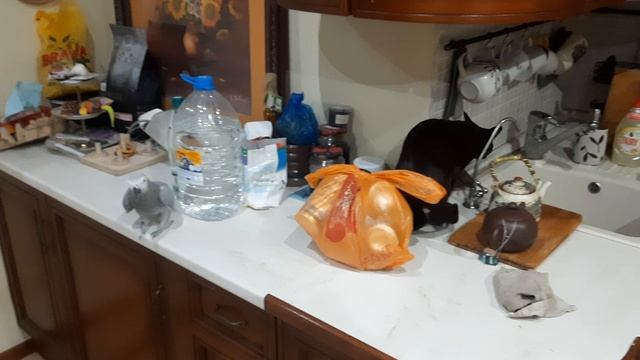 Попугай Жако Ники.mp4