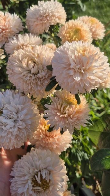 Китайская астра хризантелла