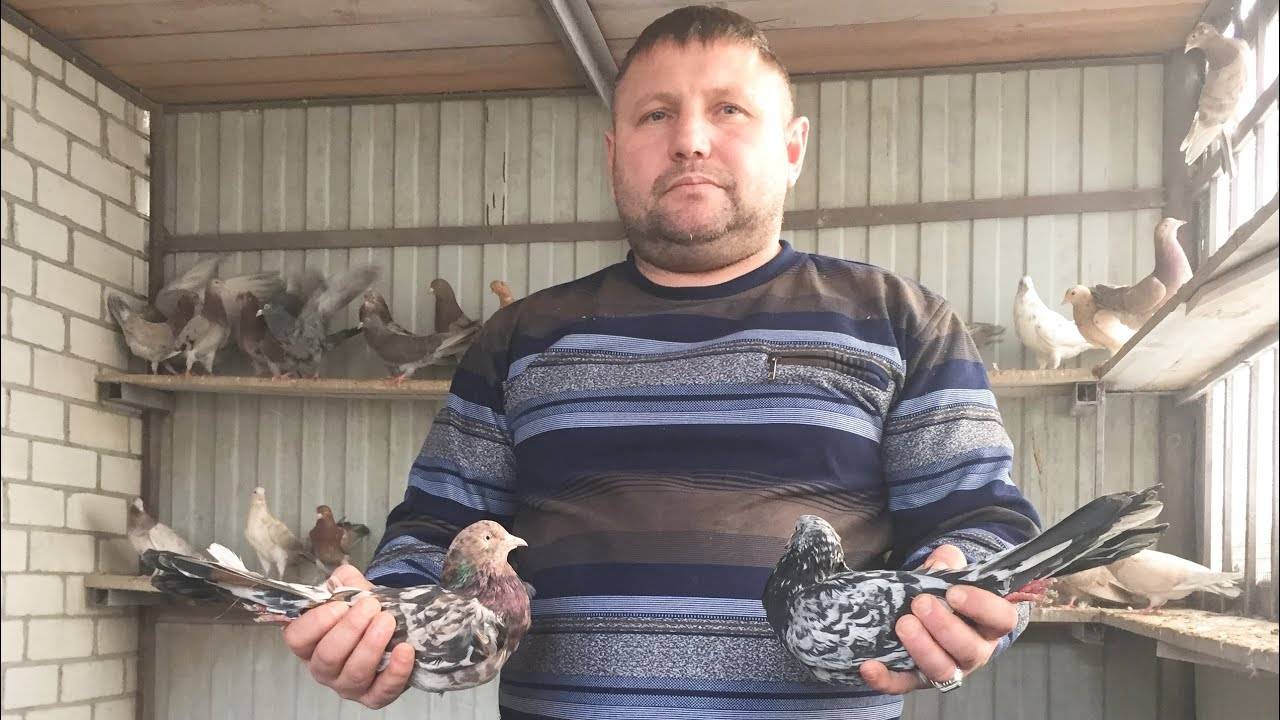 Бакинские голуби многопёрые мрамор! В гостях у друга Павла Аббакумов. Телефон для связи 79614616148