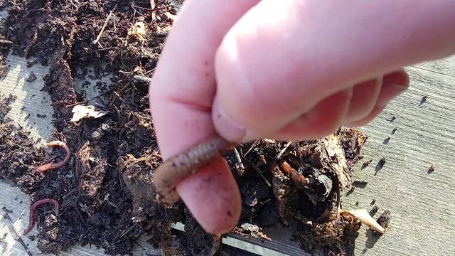 дождевой червь