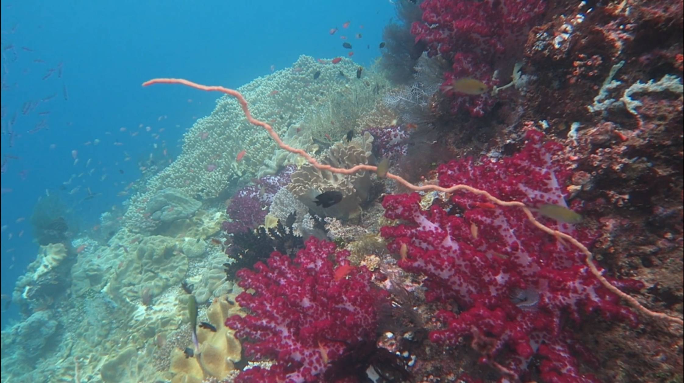 Roman Wall Pianemo 2025