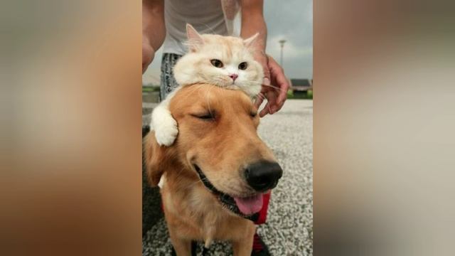 смешные котики и собачки