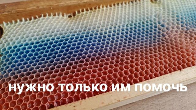 Пчелы делаю не только мед