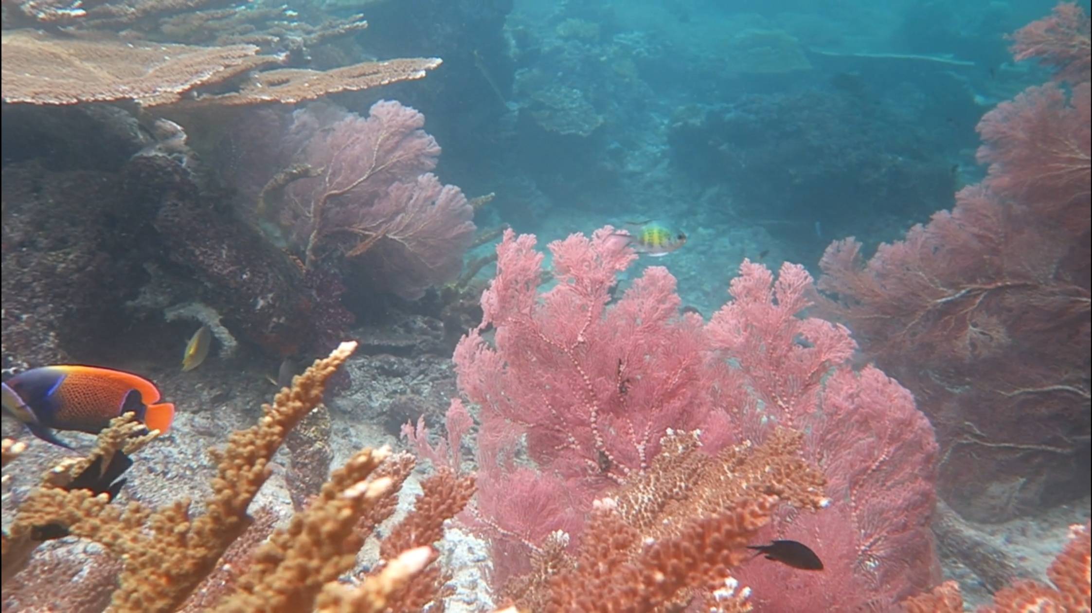 Anita's Garden Keruwo Wall