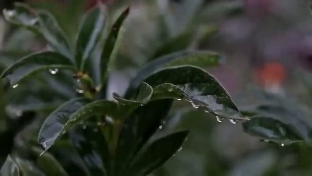 Тихая симфония дождя в саду