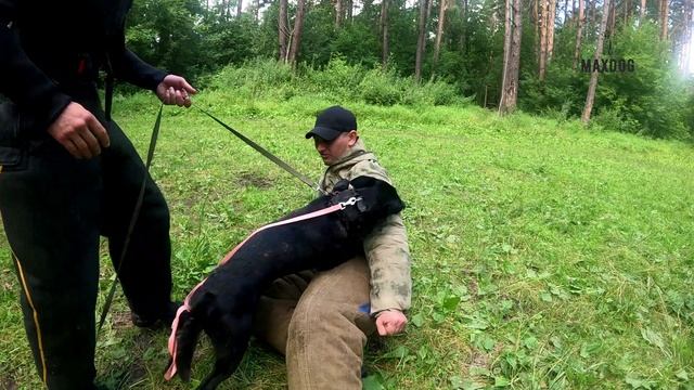 Киса скрытка 20.07.2025