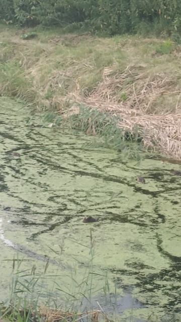 Уточки возле Сити молла в Тюмени