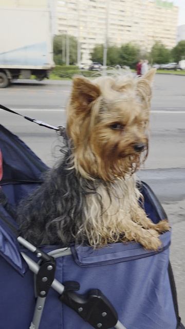 Йорик и Нора гуляют