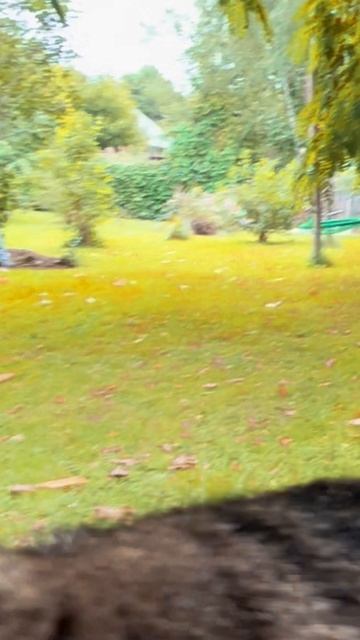 Кот -философ Прикол