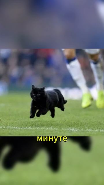 Кот выбежал на поле #футбол #Динамо #динамомосква #динамомахачкала
