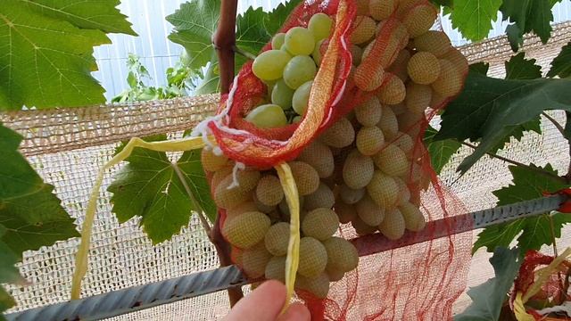 Виноград V-6-4-2