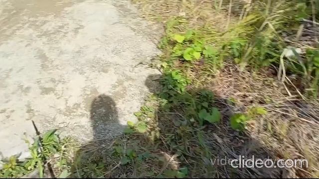 Пародия на шоу 