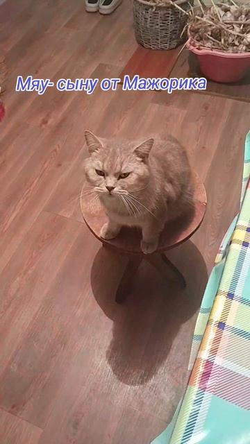 Привет от Мажорика Кольке