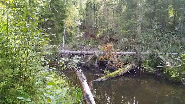 Лесная речка или рыбалка на лесной речке.