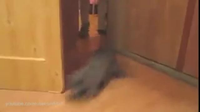 подборка приколов с котами