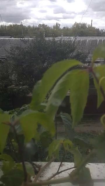 У СОСЕДЕЙ ТИШИНА КОТЫ НА УЛИЦЕ