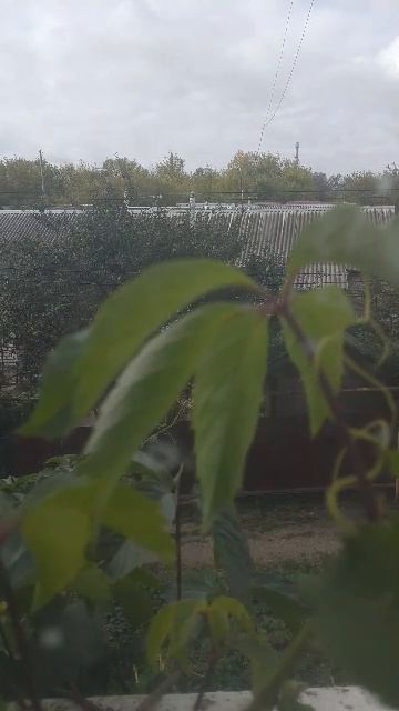 У СОСЕДЕЙ ТИХО