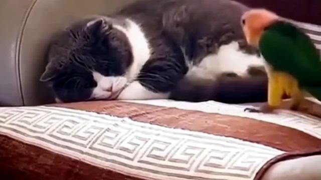 Кто не скачет , тот москаль !!! .