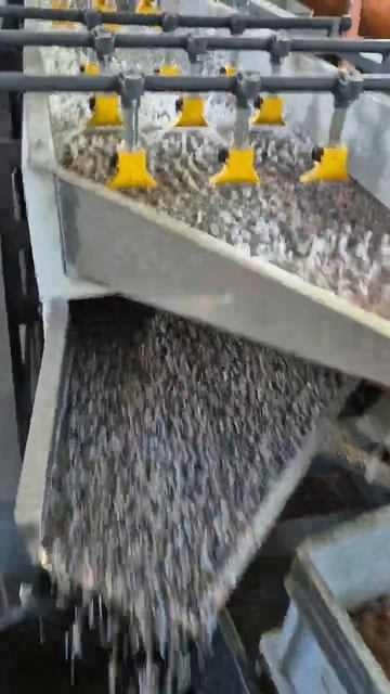 Wet Separator For Cable Recycling.  Hair Wire  #cablerecycling #copperwire #wetseparator