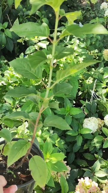 Обзор саженцев метельчатых гортензий.mp4