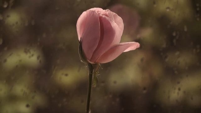 Дождь, падают капли - Натюн & Макс Вертиго