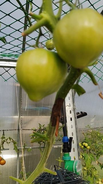 Фитофтора приостановлена в теплице?!