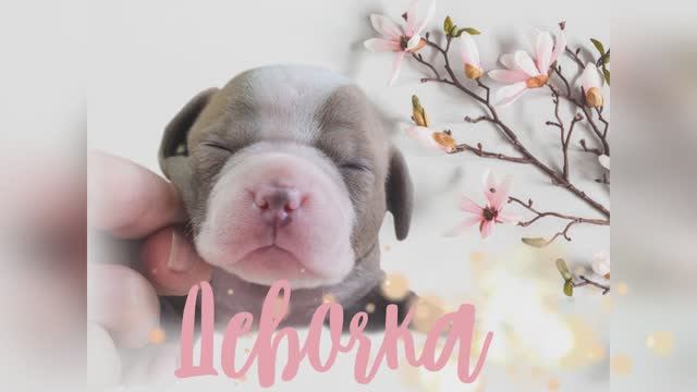 Продана. Купить Американского булли.