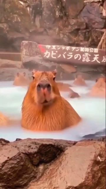 Доброе утро