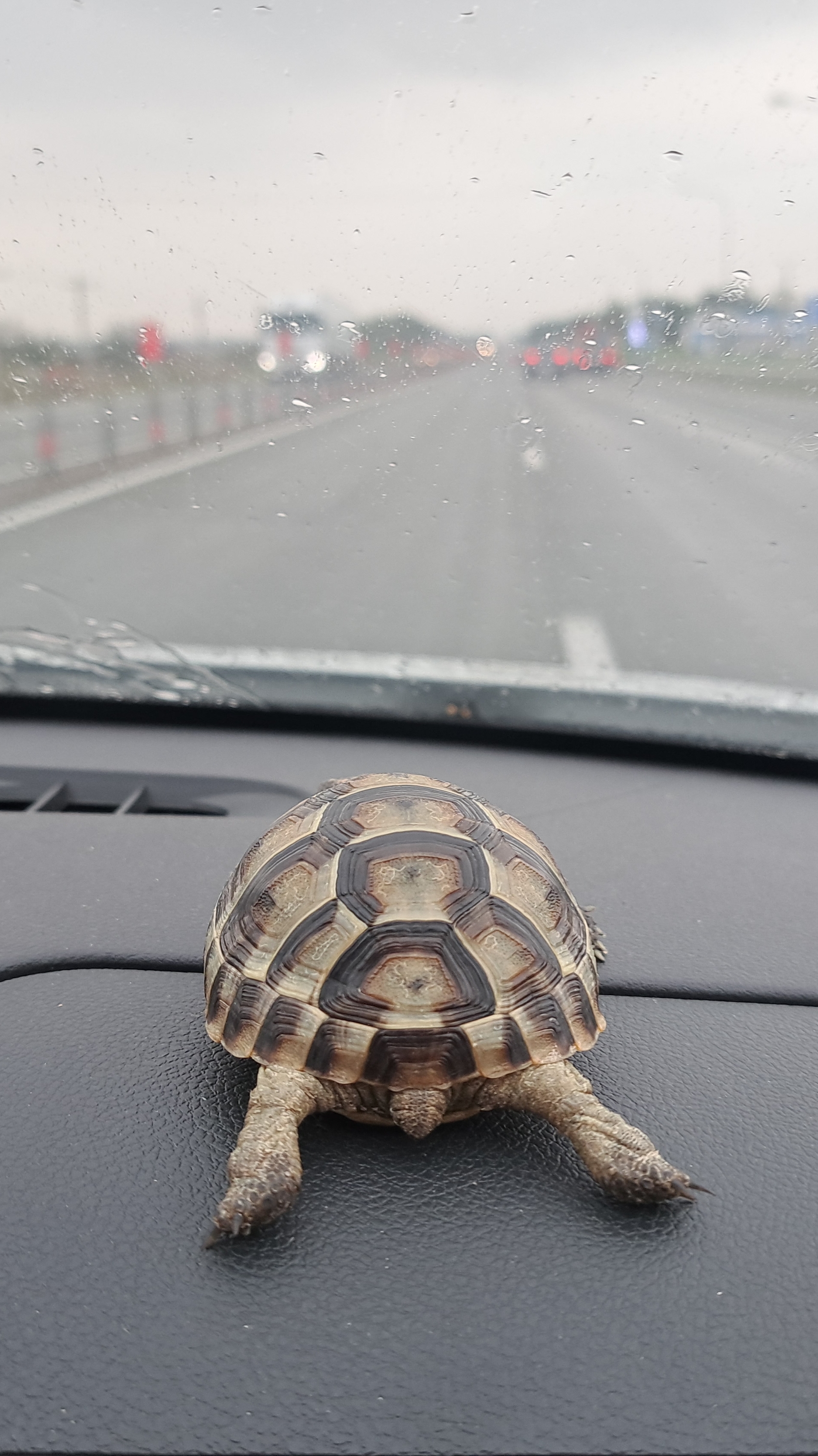 Пушистик в отпуске😁