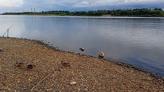 Вага рыбалка