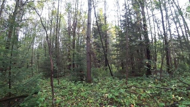 За грибами в лес 5 сент 2025