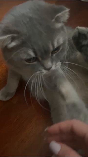 смешная кошка Мия с озвучкой