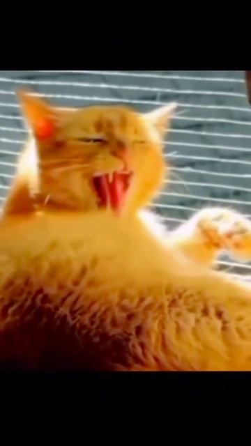 Дерзкий кот