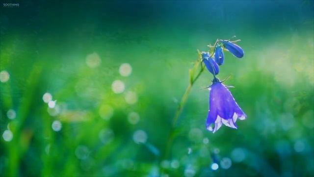 Инна Субботина  - 