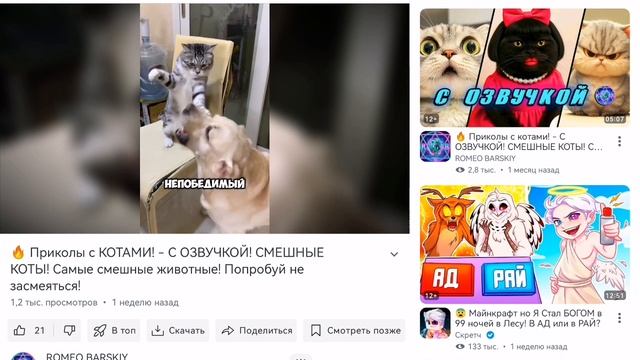 смешные котята. 2😸😺😼👍👍