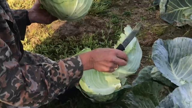 D16019488faecf4a3520efb808a4c22e