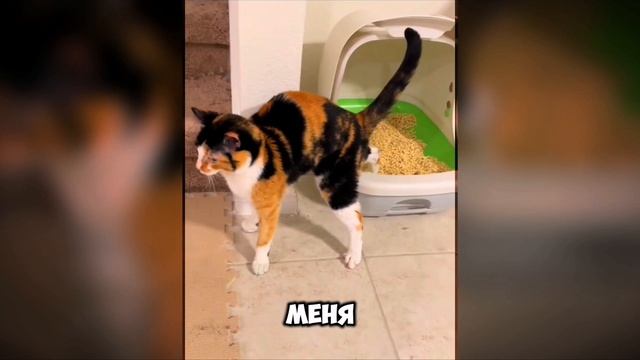 смешные видео с котятами 3😼😺😸😸😺😼👍