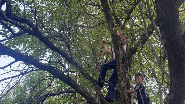 08-09-2025 Hái Taos