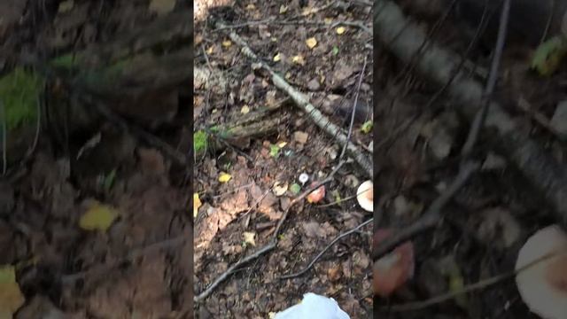 1233d6d56bf794c20233857eee136d38