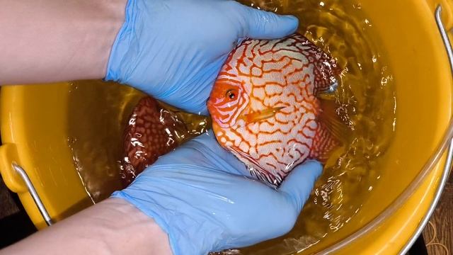 Отправка дискусов в Мариуполь