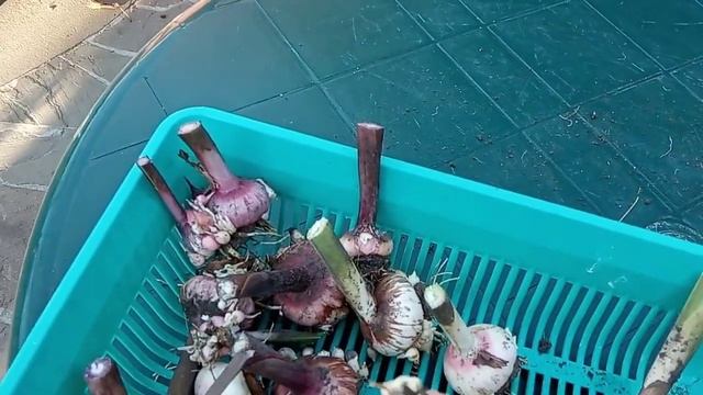 Как подготовить луковицы ГЛАДИОЛУСОВ к зимовке?