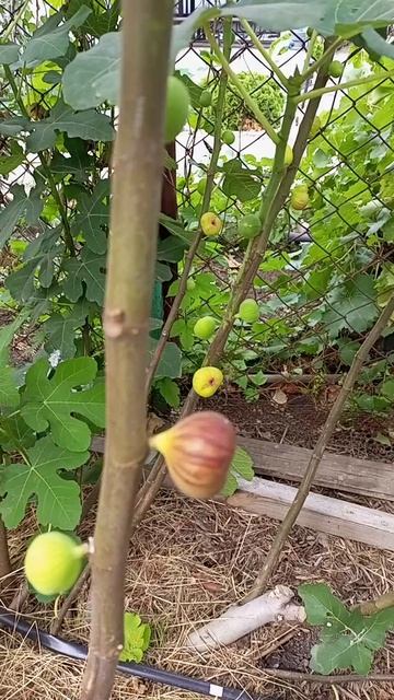 09.09.25 Инжир Шоколадный .mp4