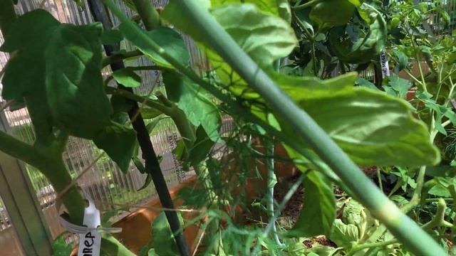 НУЖНО ЛИ УДАЛЯТЬ ЛИШНИЕ ЛИСТЬЯ У ТОМАТОВ?!👌🍅🍅🍅Я-УД