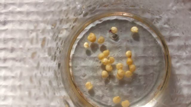 ПОСЕВ ПЕРЦА НА КИПЯТОК ПО НОВОМУ СРАВНЕНИЕ