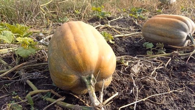 Убираем воловскую тыкву