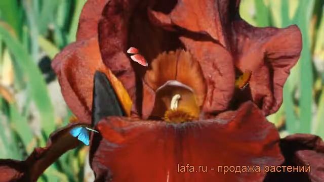 Ирис бородатый Квич (iris) 🌿 бородатый ирис Квич обзор: ?