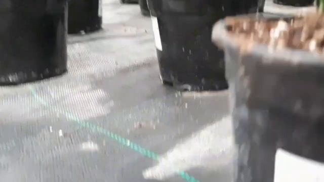 Питомник ГБУ ,,ОЗЕЛЕНЕНИЕ