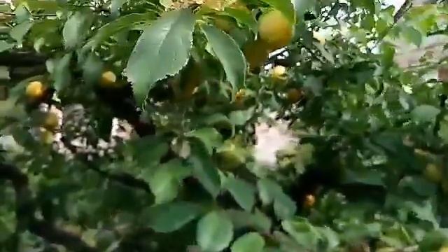 C3ac0d73c489c1935199798a3ba12da7