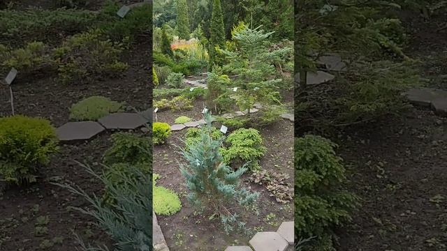 Красивейший ботанический сад в Беларуси