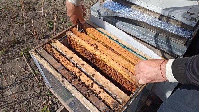 Развитие слабый семей идет по плану. Наращиваем пчел б